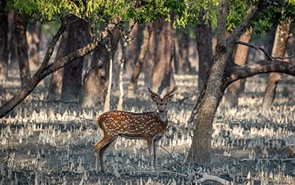 Spotted deer in the Sundarbans mangrove forest