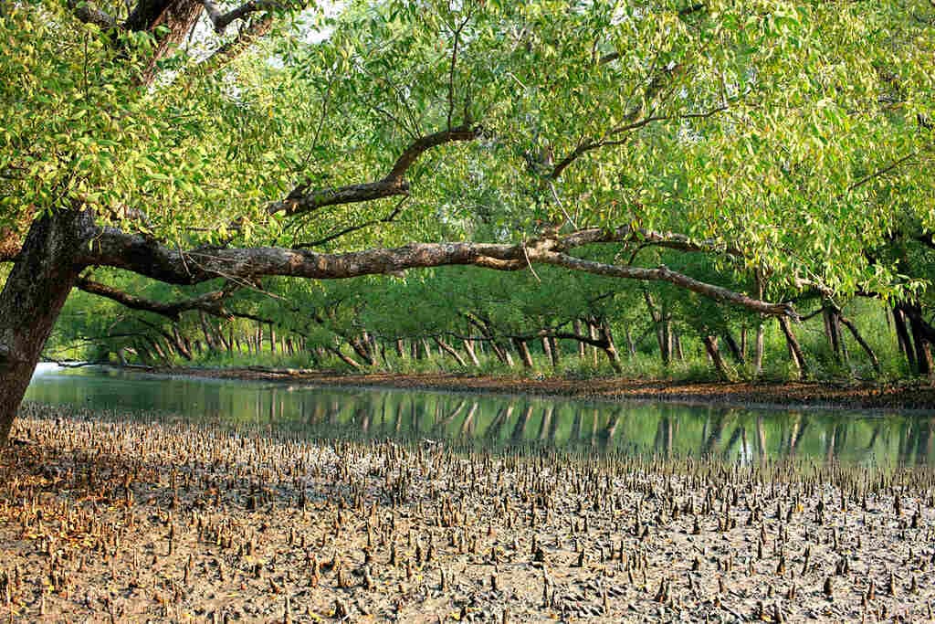 Travellers on boat cruising in the Sundarbans channel at sunrise