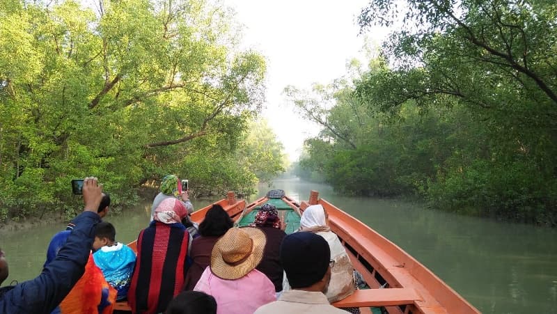 Calm tidal river lined with mangrove trees